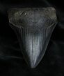 Inch Georgia Megalodon Tooth #1380-1